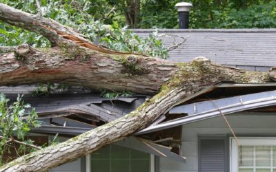 How to Protect Your Lower Mainland Home from Strong Winds