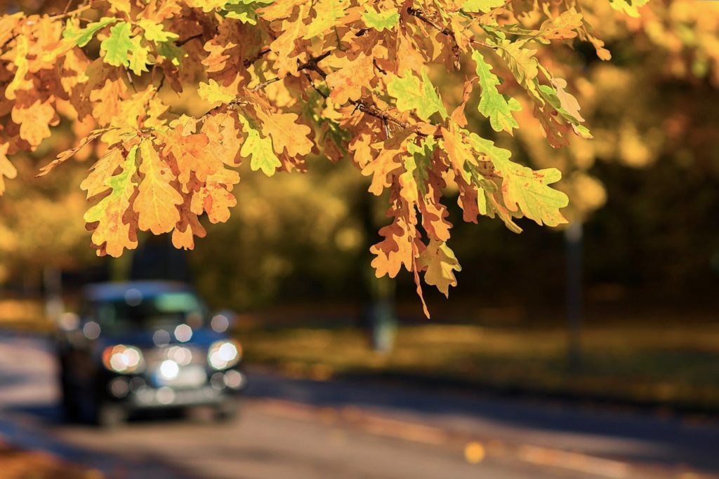 Autumn Driving Safety Tips