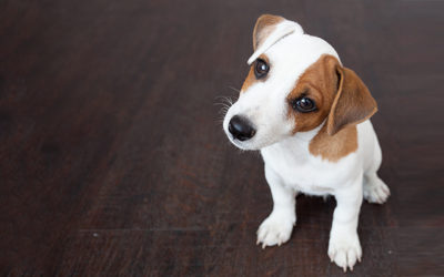 Pet Liability Concerns You Need to Know About