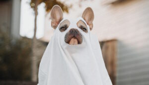 Halloween Homeowners Liability