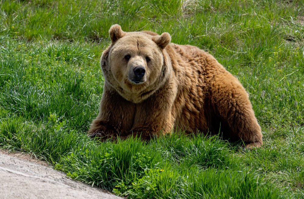 How to Keep Bears Off Your Property and Prevent Damage